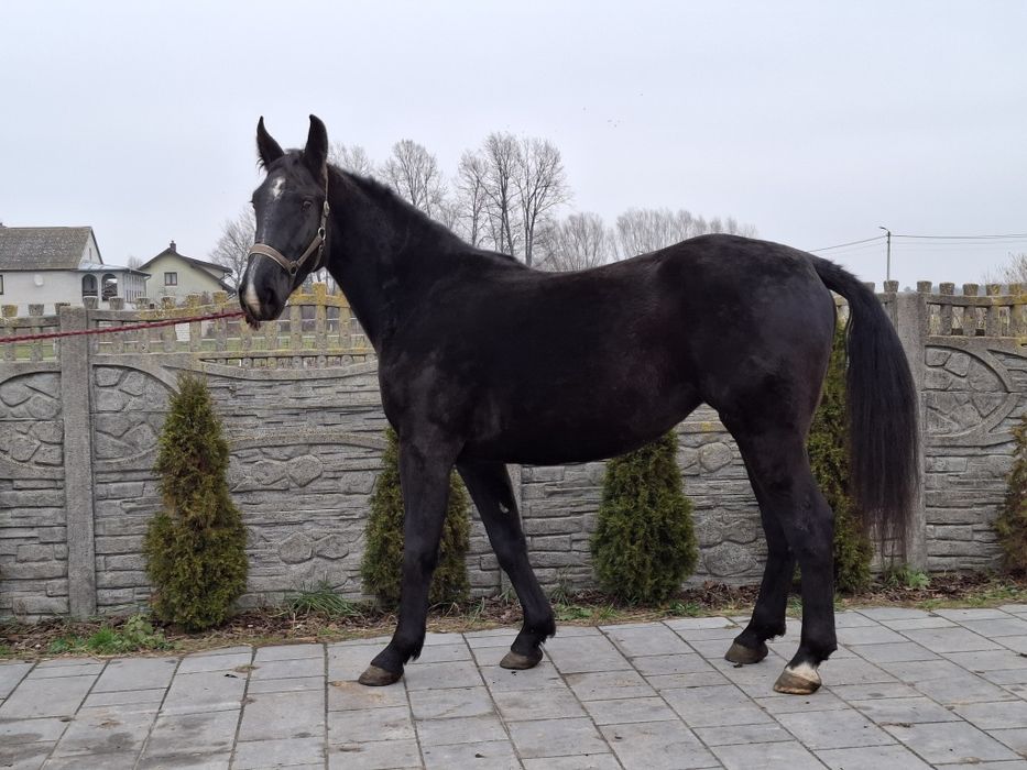 Sprzedam klacz śląska