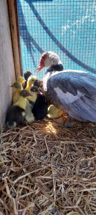 Patos desde 1.5 euros  até 5 euros