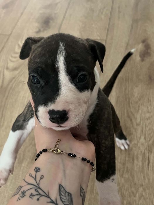 American Staffordshire Terrier (Amstaff)