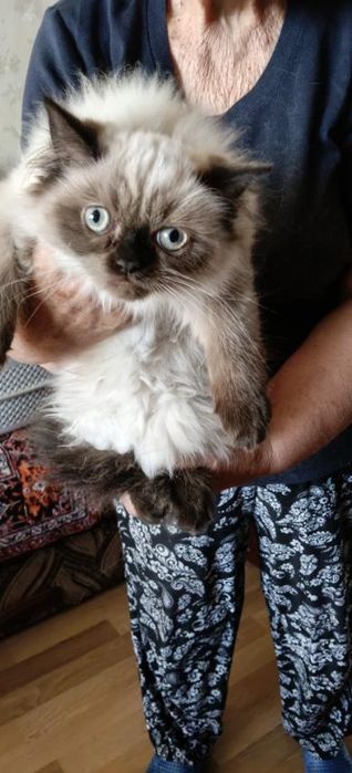 Персидський котенок девочка