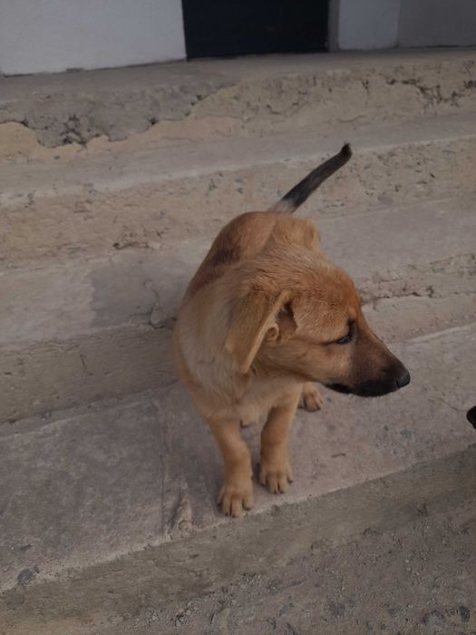 Собаченята. Безкоштовно