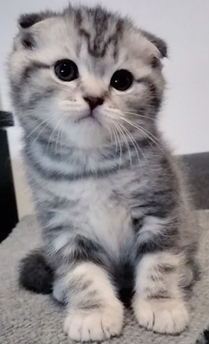 Menino fofo tabby silver