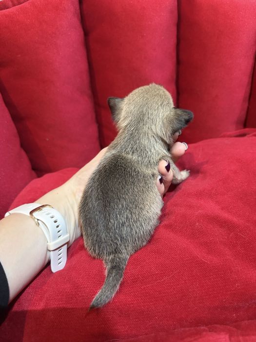 Chihuahua mini piesek długowłosy