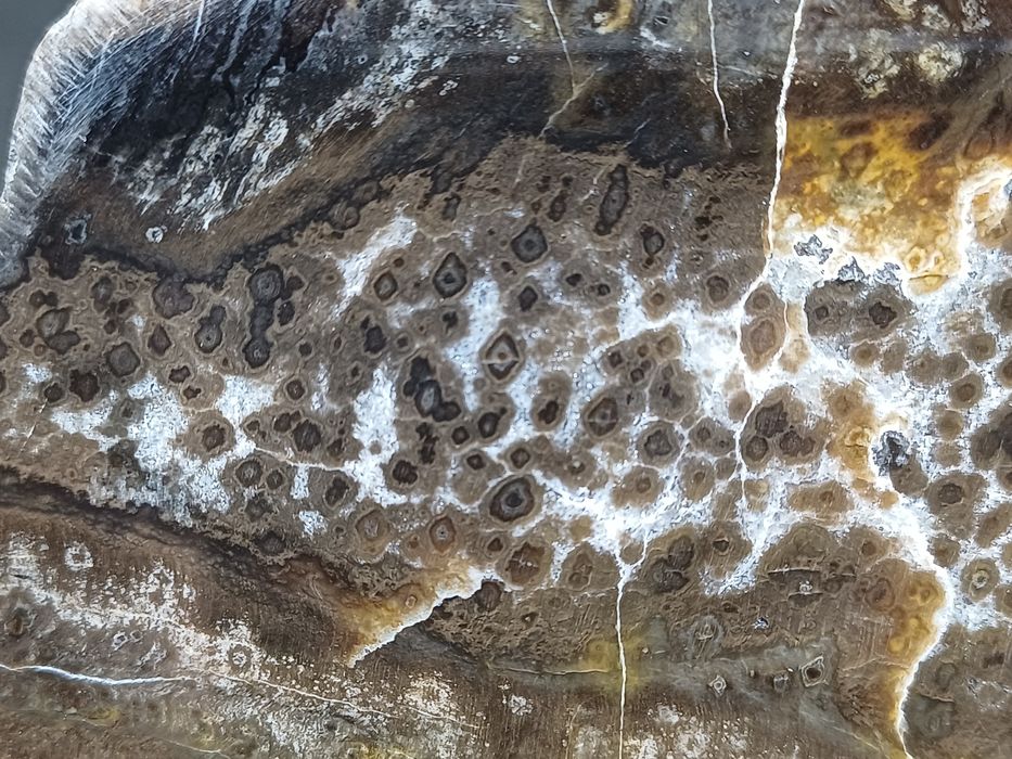 Skamieniale drzewo z Gor Kaczawskich.