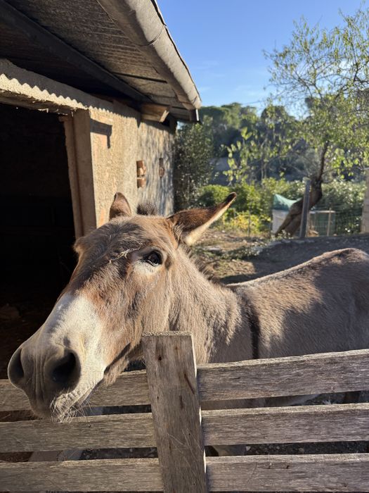 Burro com 2 anos e meio