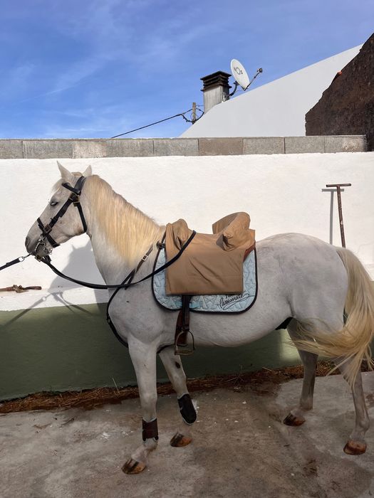 Cavalo muito manso capado