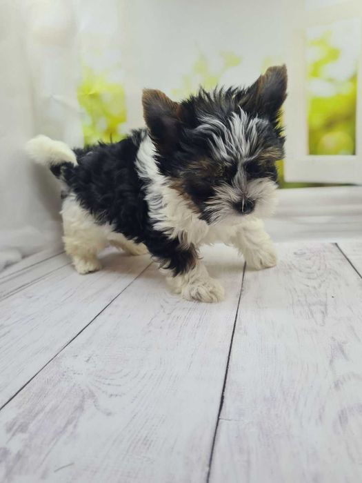 Бівер йорки малюки клубні.Породні дані на висоті