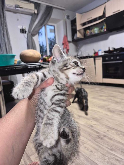 Продам кошенят