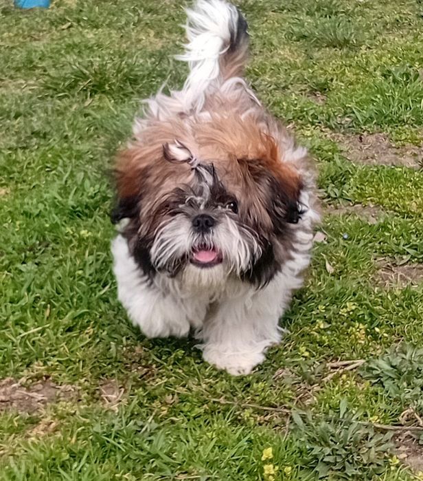 цуценя породи ши-тцу