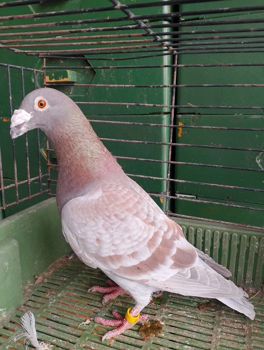 Sprzedam gołębie pocztowe para parzysta aaaa