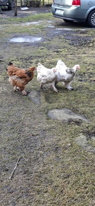 Kury karzełki i brahmy