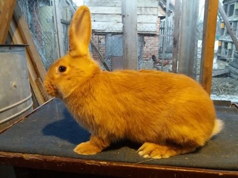 Продам кролики бургундской породы Самки і Самці