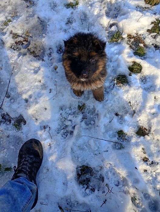 Owczarek niemiecki długowłosy