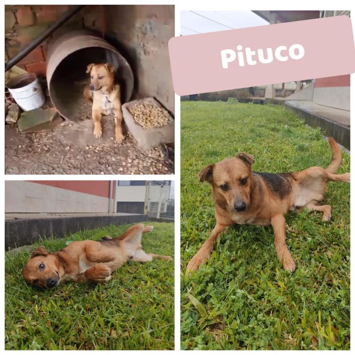 Cão médio pequeno muito meigo para adoção responsável