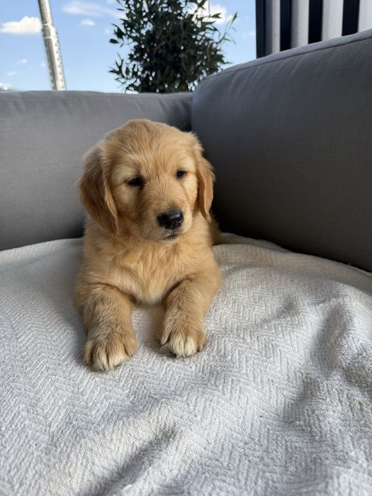 Piekny piesek golden retriever
