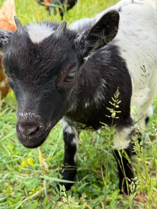 Cabras anãs para venda