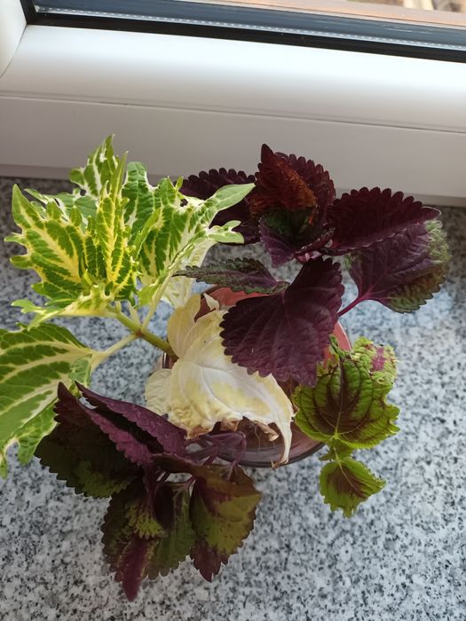 5 sztuk różne kolory