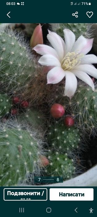 Кактус,суккулент Айлостера