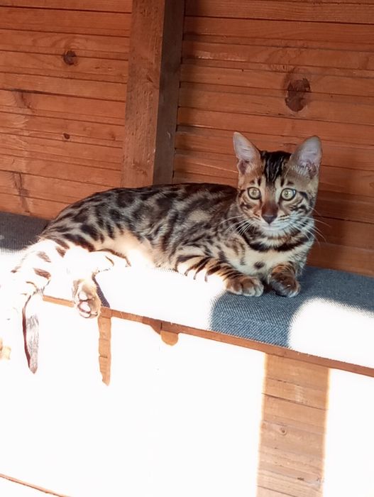 Kotek bengalski samiec gotowy do odbioru