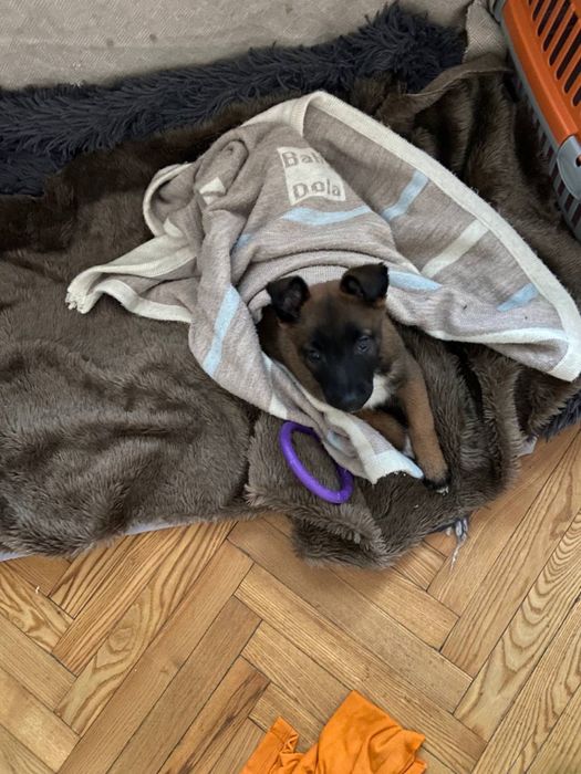 Малинуа,киев,щенок девочка