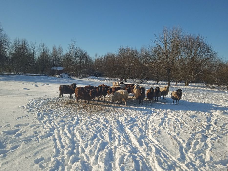 Продам молоді вівці