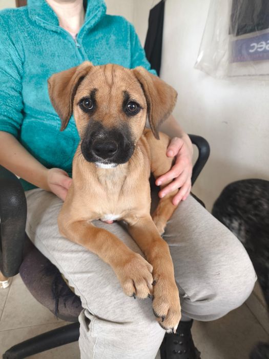 Sammy bebé para adopção