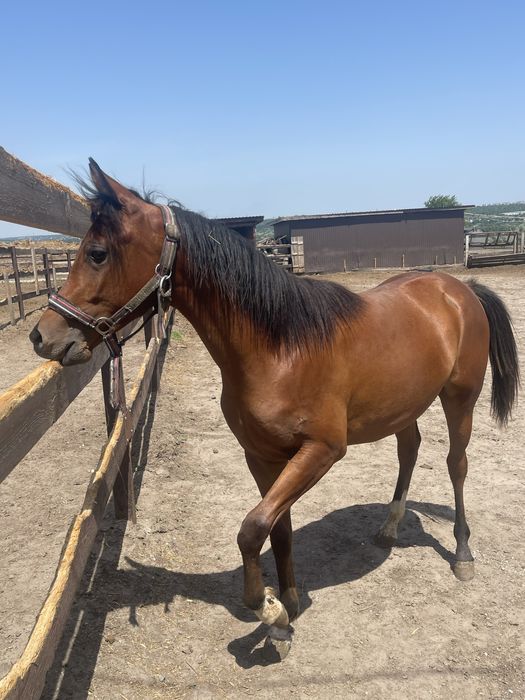 Продам лошадь