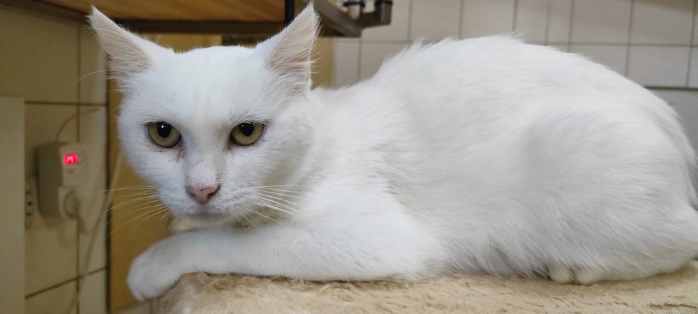 Пристраиваем в добрые руки.