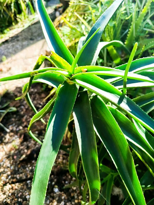 Suculentas de várias espécies