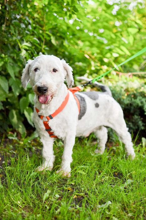 Bingo - aktywny, proludzki pies w typie owczarka nizinnego szuka domu!