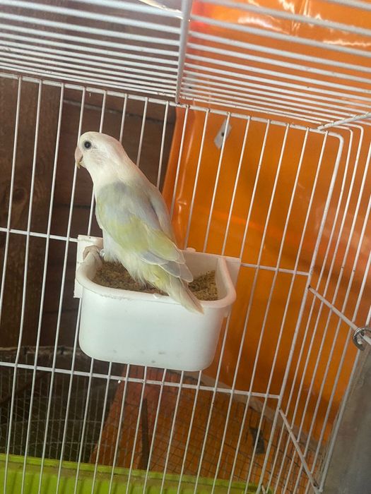 Vendo estes passaros tudo preços diferentes