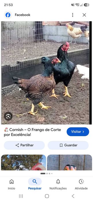 Casal galinhas para ceder