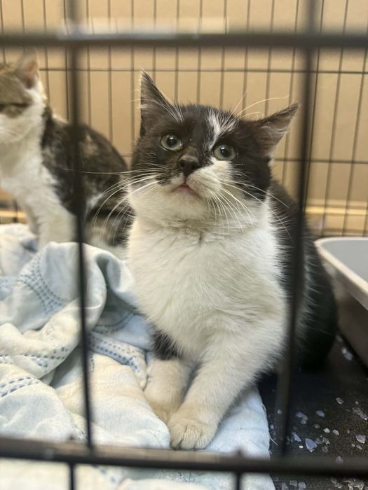 Mała około 4 miesięczna koteczka szuka domku