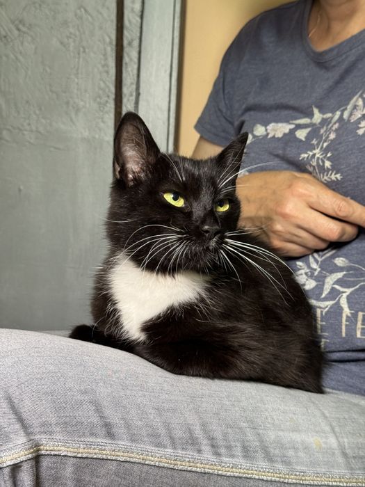 Подарю  молодую кошечку