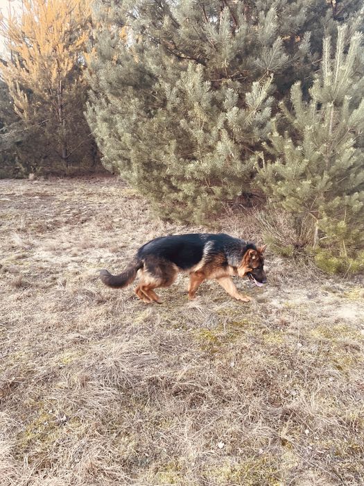 Sprzedam Owczarka Niemieckiego