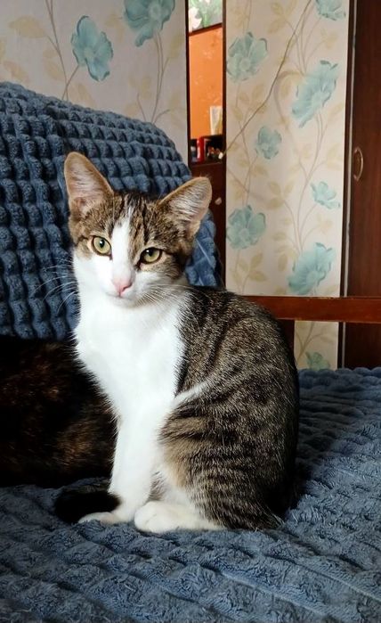 Маленький котёнок мальчик табби ищет дом! котята в хорошие руки!