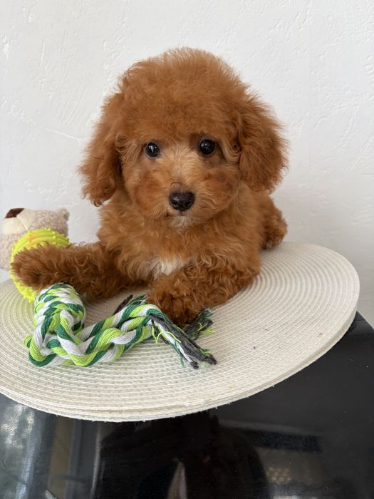 Dziewczynka  Maltipoo