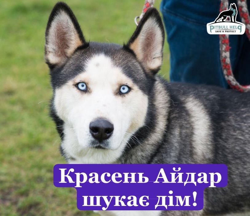 Красень Хаскі шукає дім