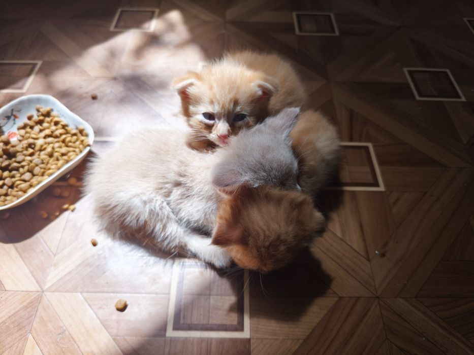 Котята, 1 місяць і неділя