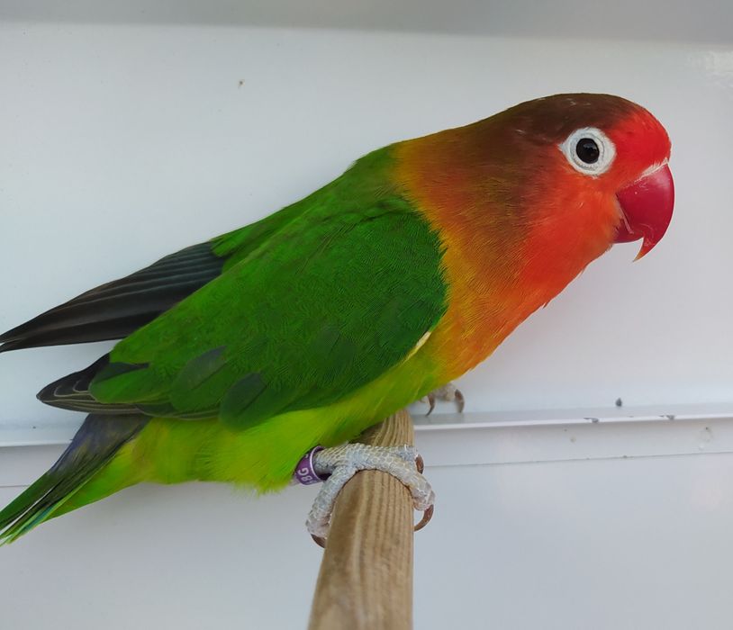 Casal Agapornis fischeri