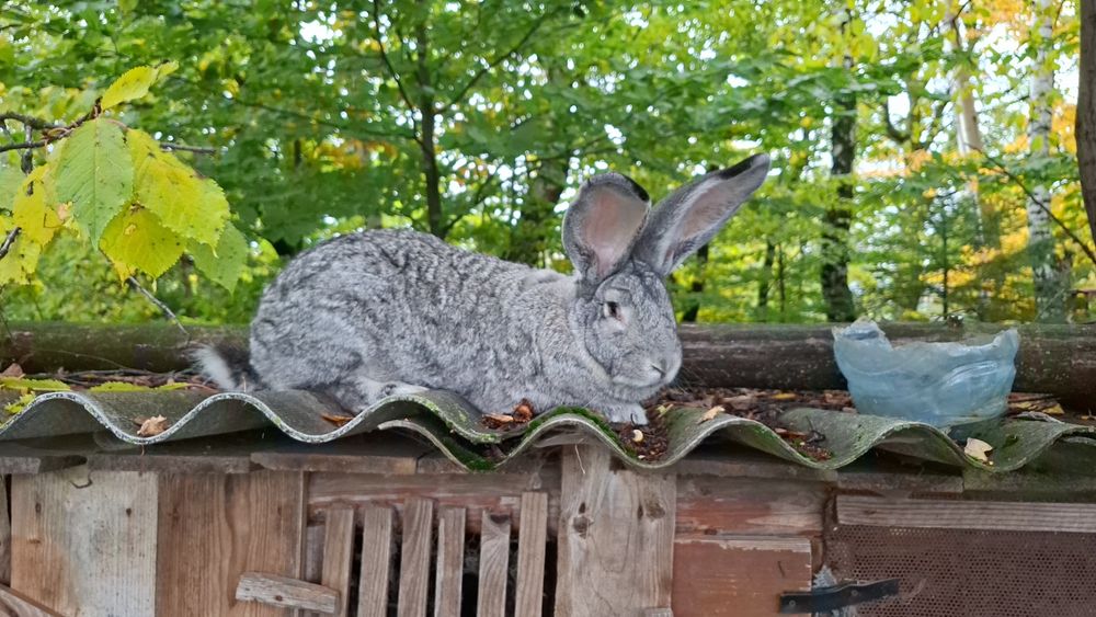 Бельгійський велетень