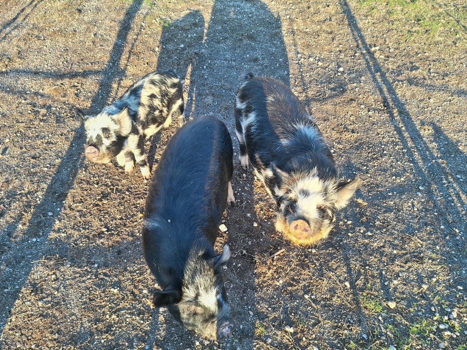 Porcos kunekune - a raça de porcos mais dócil do mundo