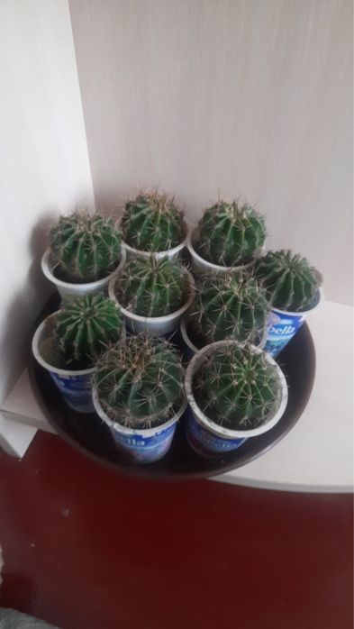 Кактуси, кімнатна рослина
