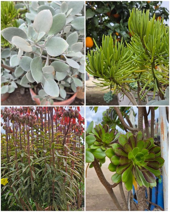 Suculentas várias