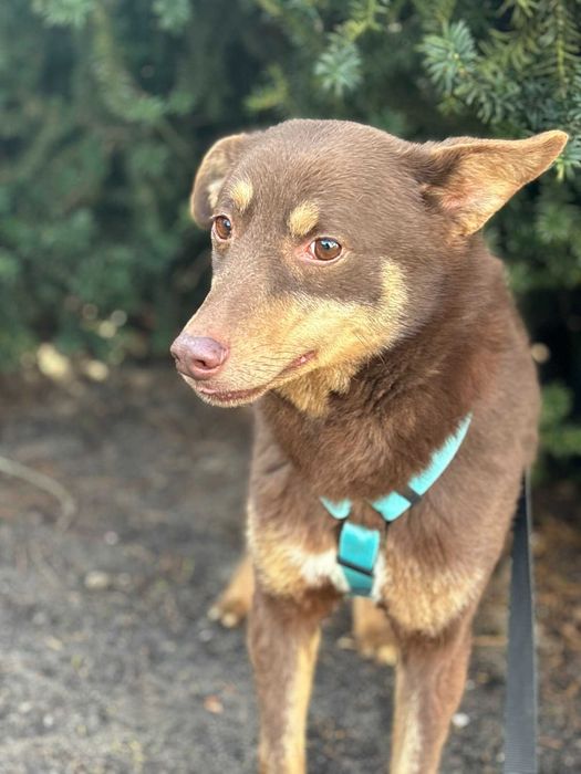 Wyrzucona w lesie jako szczeniak szuka domu