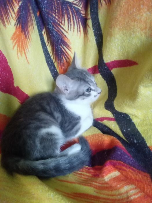 Кошенята у добрі руки. Кошеня. Кіт.
