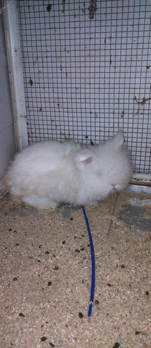 Coelhos anões novos