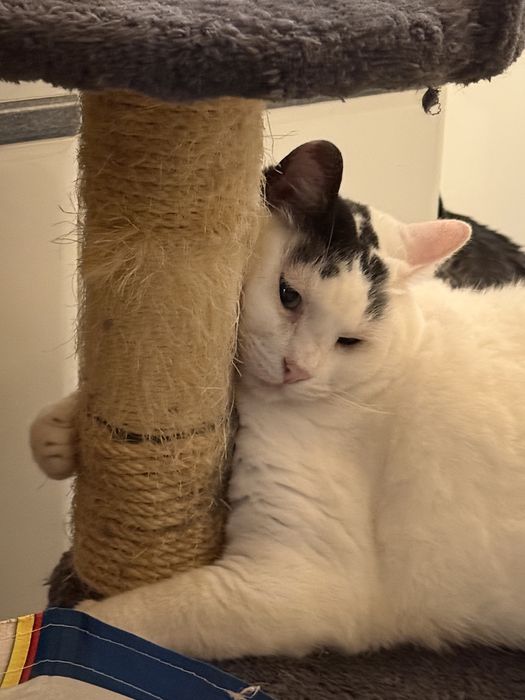 gato para adoção responsável