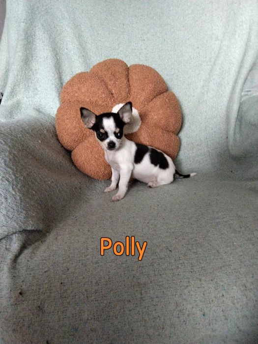 Chihuahua  malutka sunia