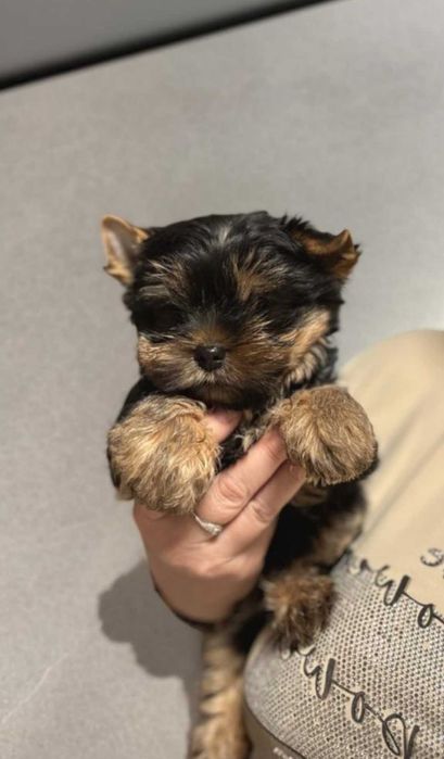 Красивые, породные малыши йоркширский терьер.